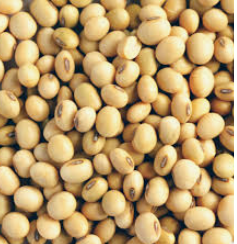 Bulk Soya 1/26lb